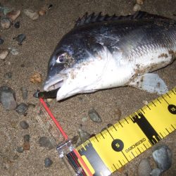 2018 キビレ調査NO、9