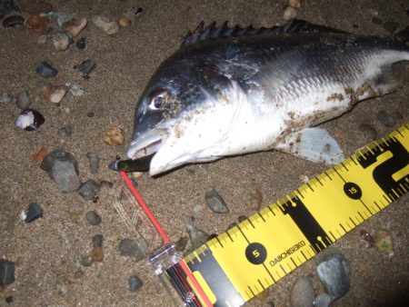 2018 キビレ調査NO、9