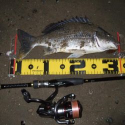 ２０１８ キビレ調査NO、１０