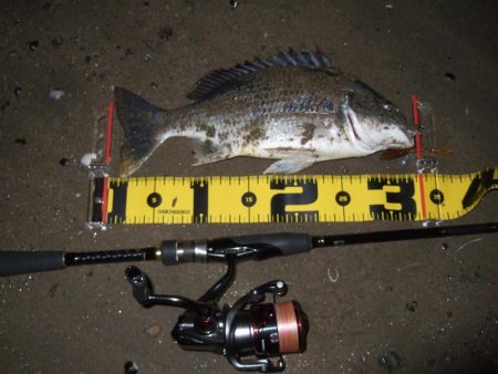 ２０１８ キビレ調査NO、１０