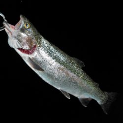 シーバス狙いが