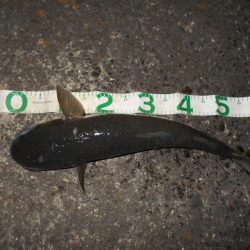 5/16バチ抜け調査。