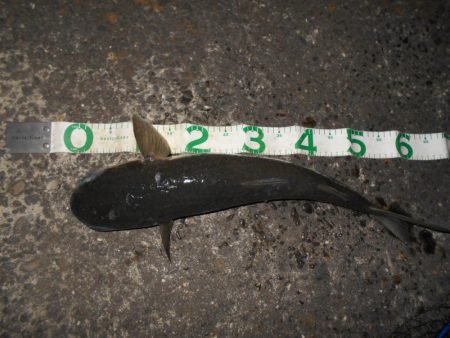 5/16バチ抜け調査。