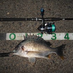 5/18バチ抜け調査。