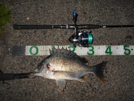 5/18バチ抜け調査。