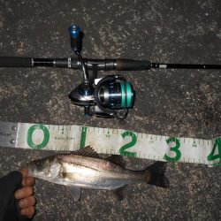 5/21バチ抜け調査。