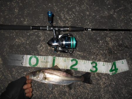 5/21バチ抜け調査。