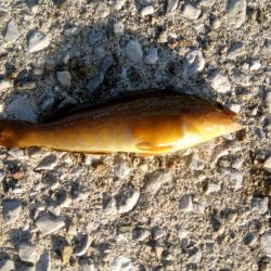 全体的に新子が多いです。