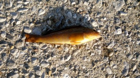 全体的に新子が多いです。