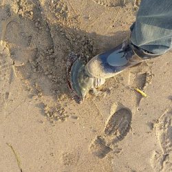 息子のマゴチ初ヒット