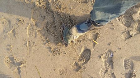 息子のマゴチ初ヒット