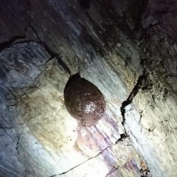 サイズアップ？