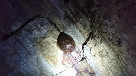 サイズアップ？