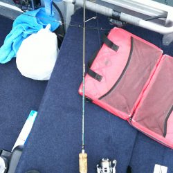 ネストを探して