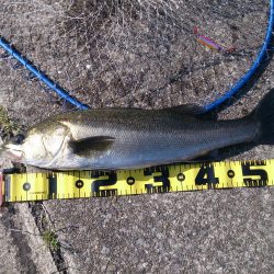 停泊船ゲームで75cm