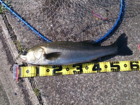 停泊船ゲームで75cm