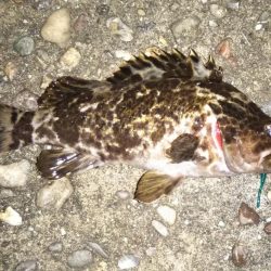 雨上がり後のライトゲーム