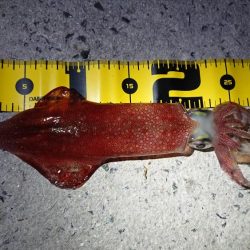 やっと春が来ました