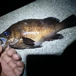 アジ探しからの～