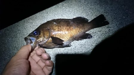 アジ探しからの～