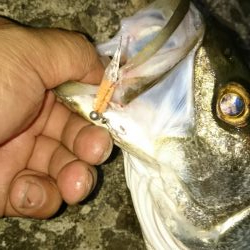 いつもの アジ調査