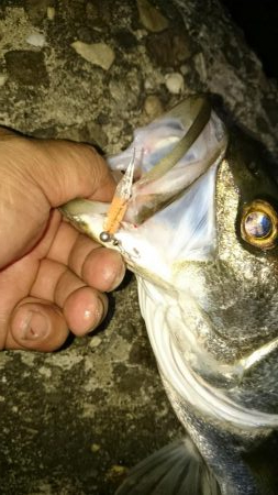 いつもの アジ調査