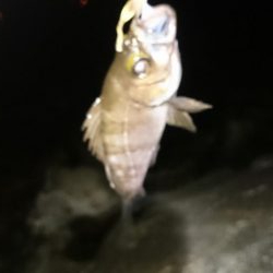 息子と フロートメバル