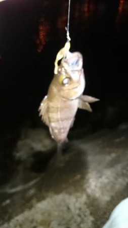 息子と フロートメバル