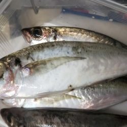 やっぱり楽しい