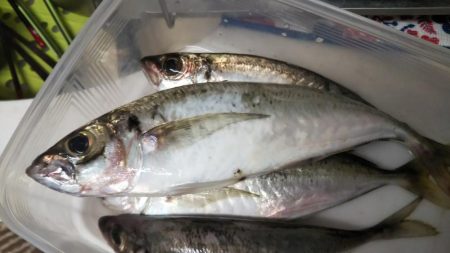 やっぱり楽しい