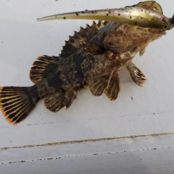 ガシラ16匹  タケノコメバル1匹