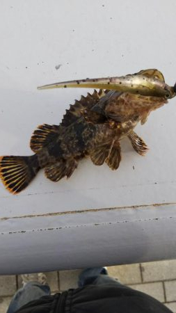 ガシラ16匹  タケノコメバル1匹