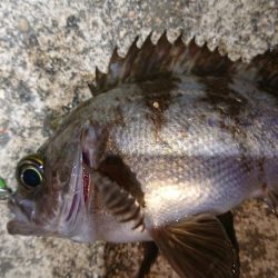 メバルプラッキング