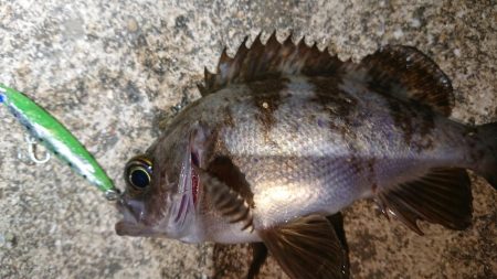 メバルプラッキング