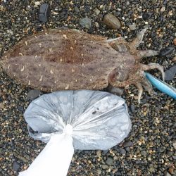 日中のサーフでキロアップGET