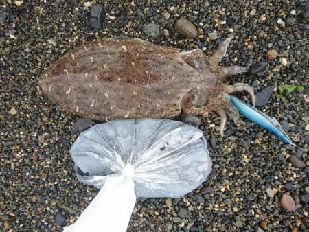 日中のサーフでキロアップGET