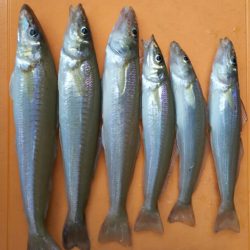 【芦屋~遠賀川河口】キス調査2