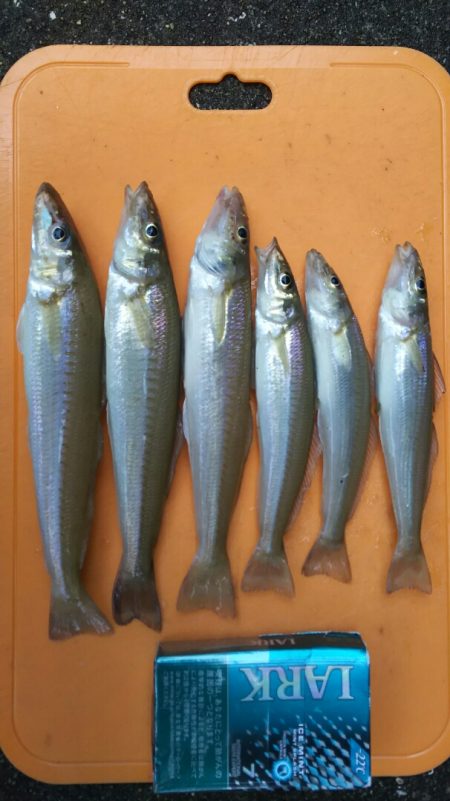 【芦屋~遠賀川河口】キス調査2