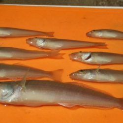 【芦屋漁港】 キス年始め調査 (サーフ＆テトラ）