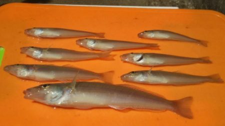 【芦屋漁港】 キス年始め調査 (サーフ＆テトラ）