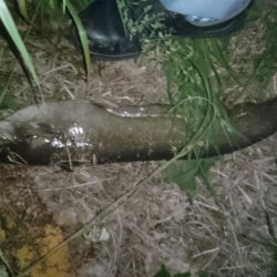 バス釣りのはずが…