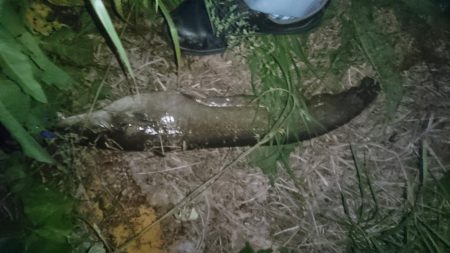 バス釣りのはずが…