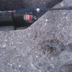 メバルはどこっ？！