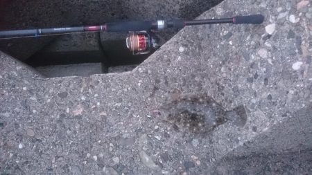 メバルはどこっ？！