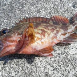 カサゴ入れ食い