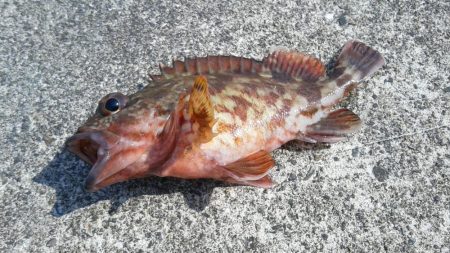 カサゴ入れ食い