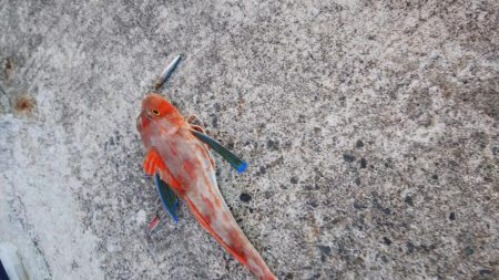 ショアジギでホウボウ!