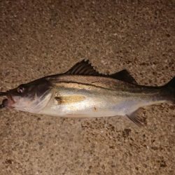 未来のランカー達