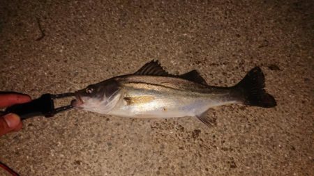 未来のランカー達