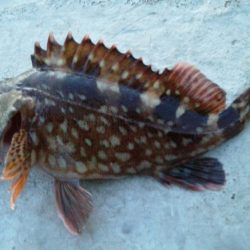 アジが釣りたいのですが・・・